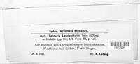 Septoria leucanthemi image